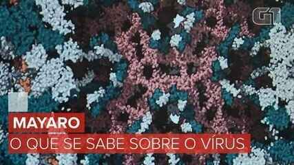 Estudo da Unicamp indica transmissão urbana do vírus Mayaro em Roraima - Imagem do artigo original